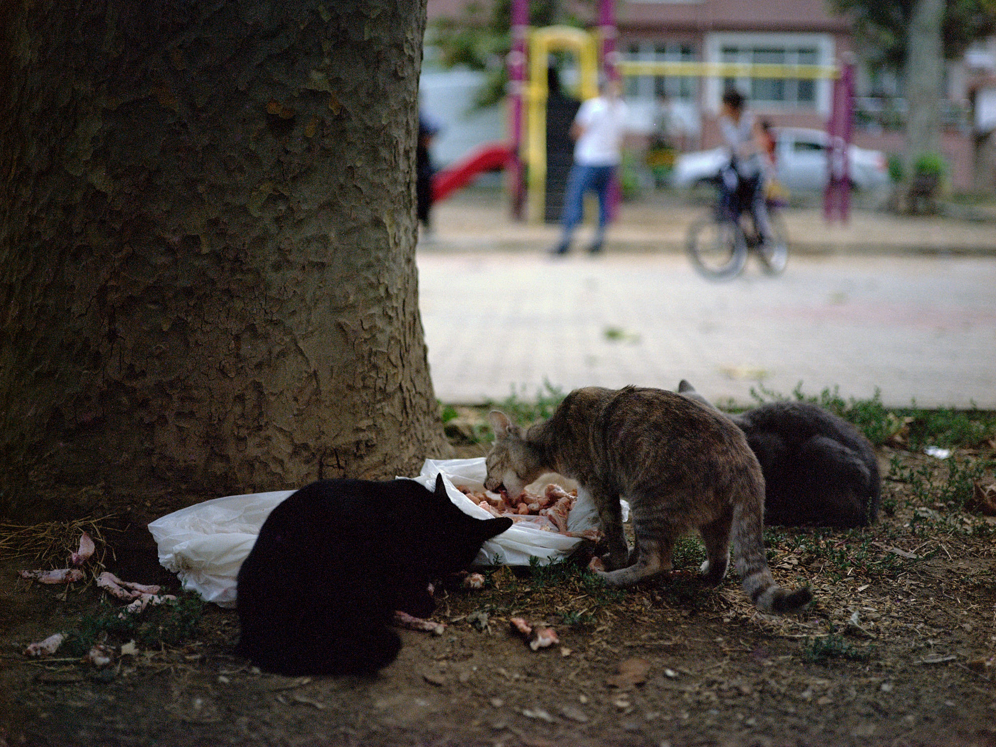 street cats eating chicken leftovers near a playground