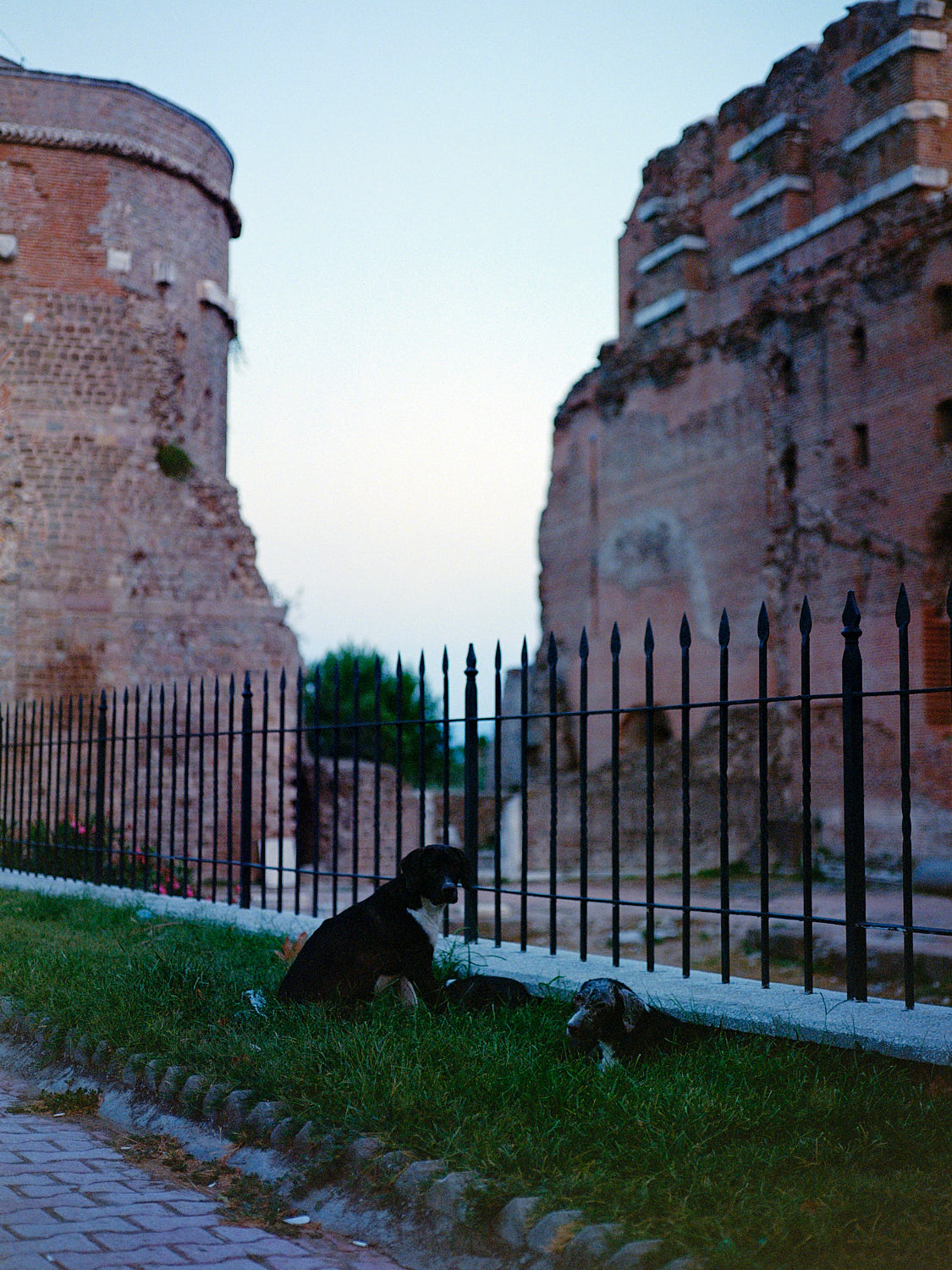 family of street dogs next to the red basilica of pergamon